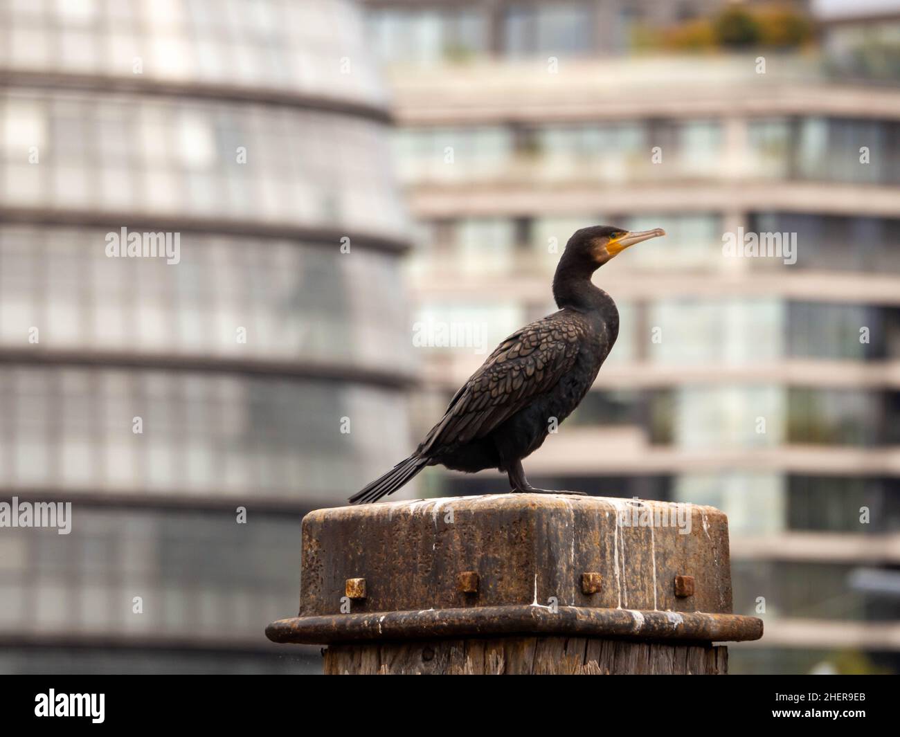 European ou Common Shag on the River Thames à Londres espèce de cormorant Banque D'Images