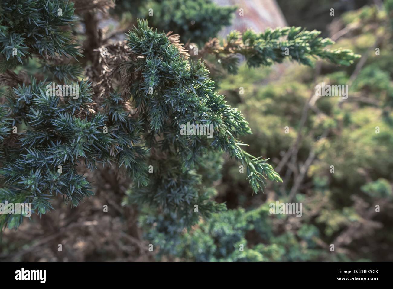 Vue rapprochée des branches de la famille des cupressaceae de juniperus squamata Meyeri Banque D'Images