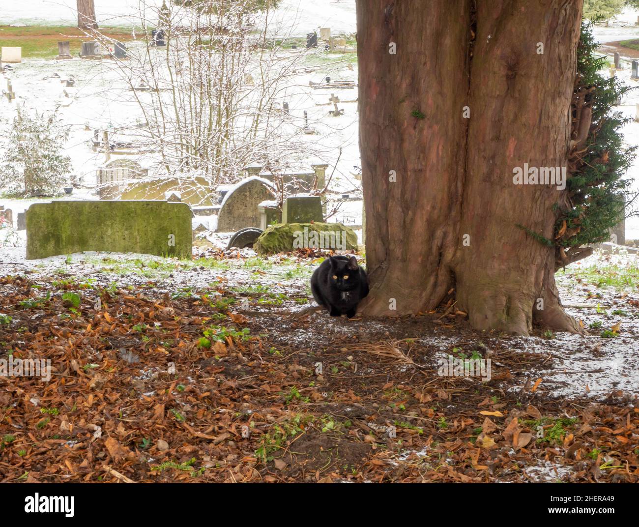 Chat noir dans le cimetière parmi les pierres de tombe enneigées Banque D'Images