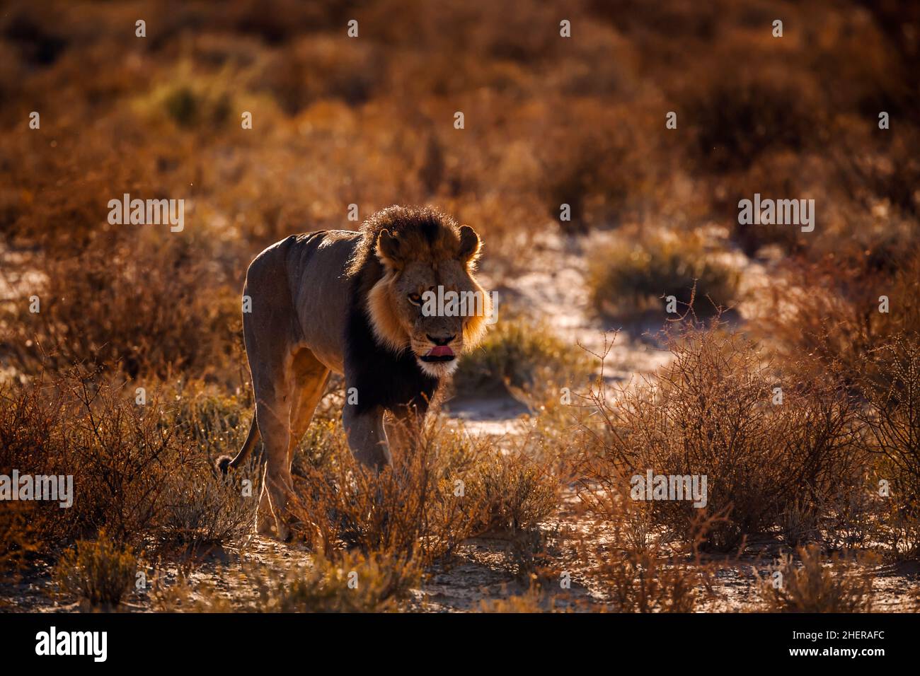 Vue sur le front de marche du lion africain au lever du soleil dans le parc transfrontier de Kgalagadi, Afrique du Sud; famille de félidés de espèce panthera leo Banque D'Images