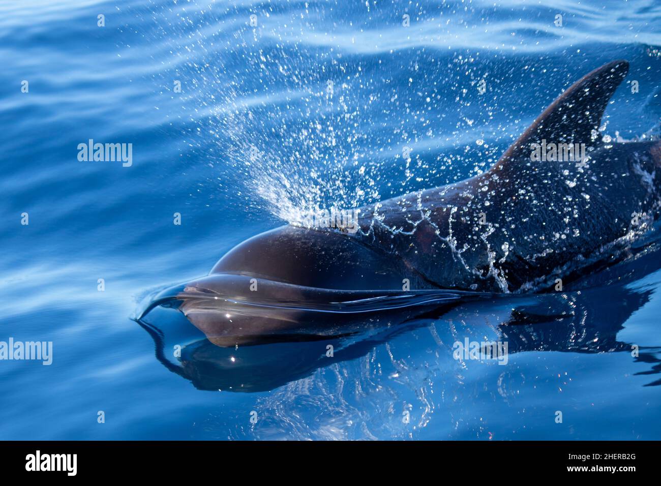 La baleine pilote à nageoires courtes (Globicephala macrorhynchus) respire pendant la surfaçage Banque D'Images