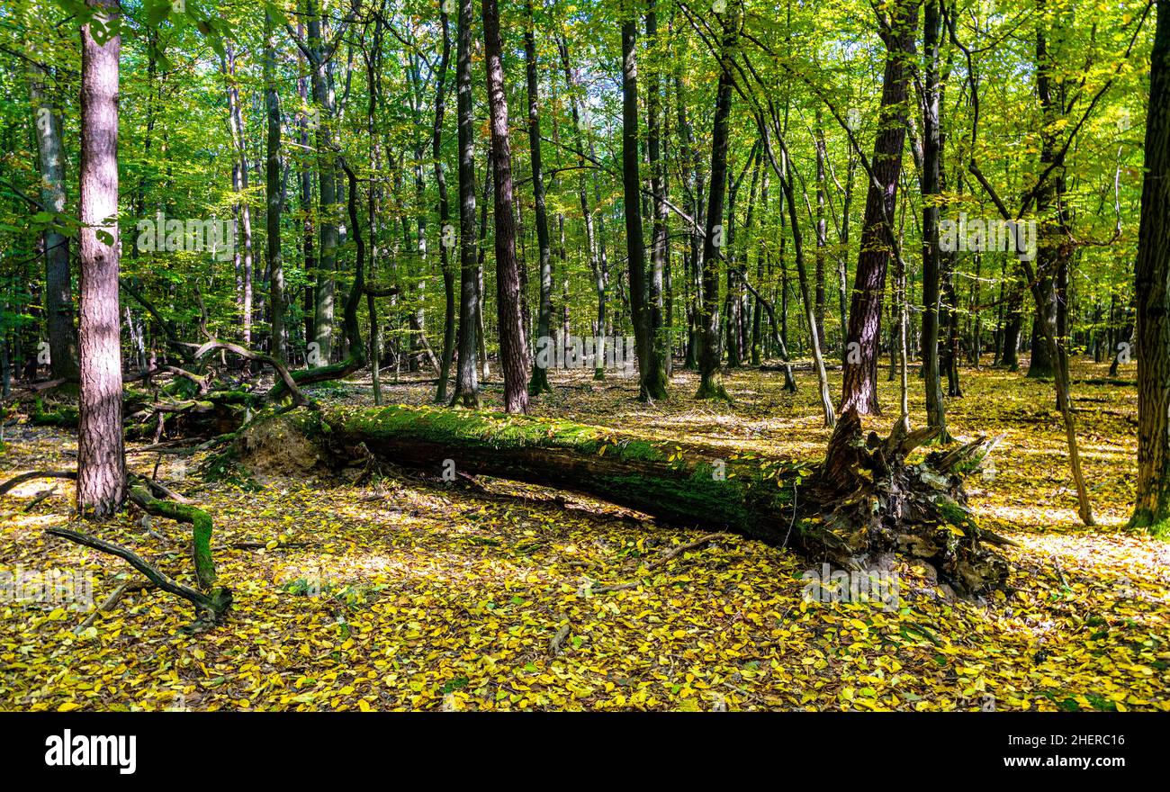 Début de l'automne paysage de forêt mixte épaiset avec tronc pourri cassé d'arbre tombé dans la forêt de Las Kabacki dans le district d'Ursynow de Varsovie à Mazovia Banque D'Images