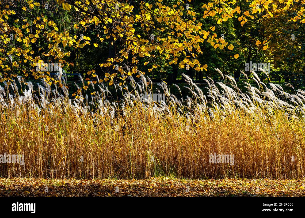 Paysage d'automne coloré avec feuilles d'arbres jaune, orange et rouge et roseau dans le parc forestier Royal Lazienki Klolewskie à Varsovie dans la région de Mazovia de Pol Banque D'Images