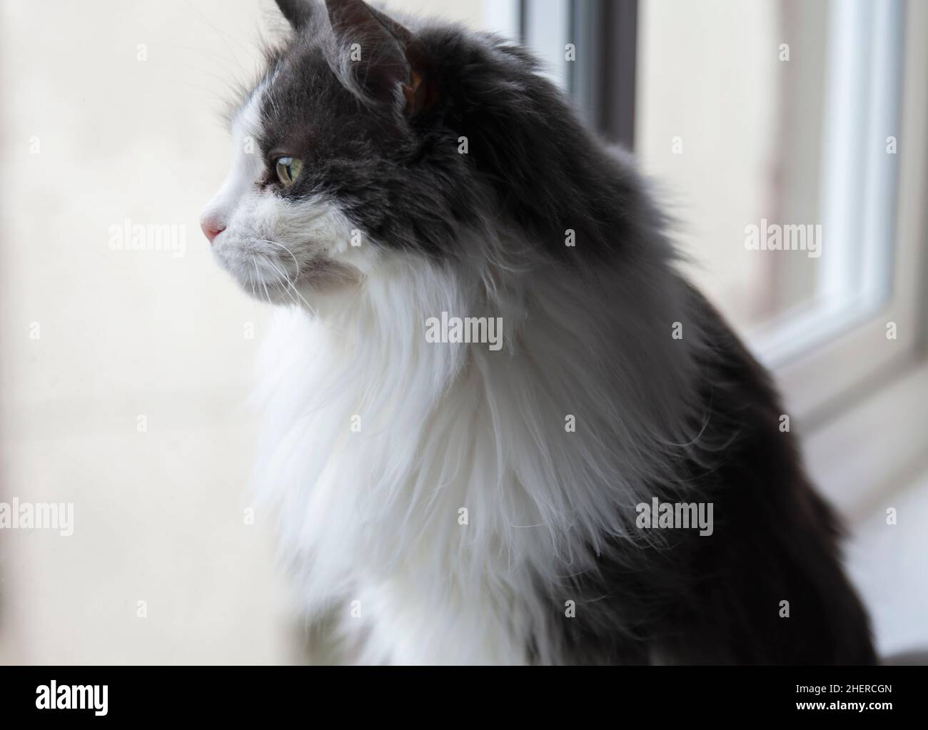 Chat assis sur le seuil de la fenêtre et contemplant la vie à l'extérieur. Banque D'Images