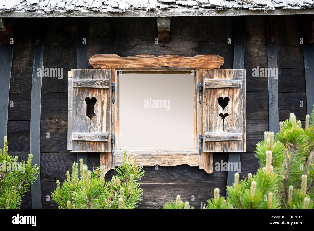 volets ouverts d'une ancienne fenêtre en bois sur le vieux chalet avec espace de copie et pin nain devant Banque D'Images