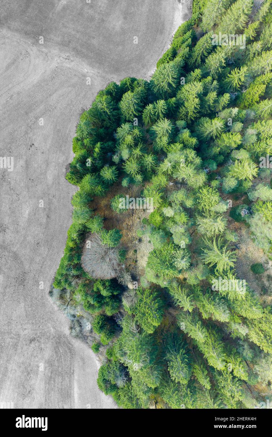 vue aérienne de drone depuis le bord supérieur des arbres forestiers jusqu'à la prairie en noir et blanc Banque D'Images