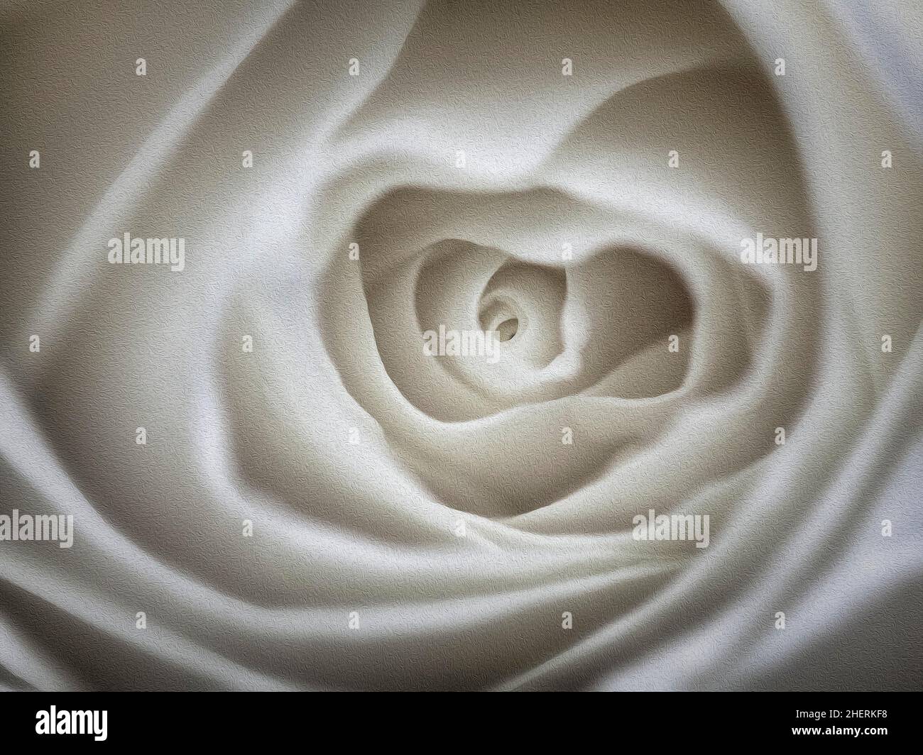 Rose arbuste blanc (Rosa), gros plan, peinture à l'huile stylisée Banque D'Images