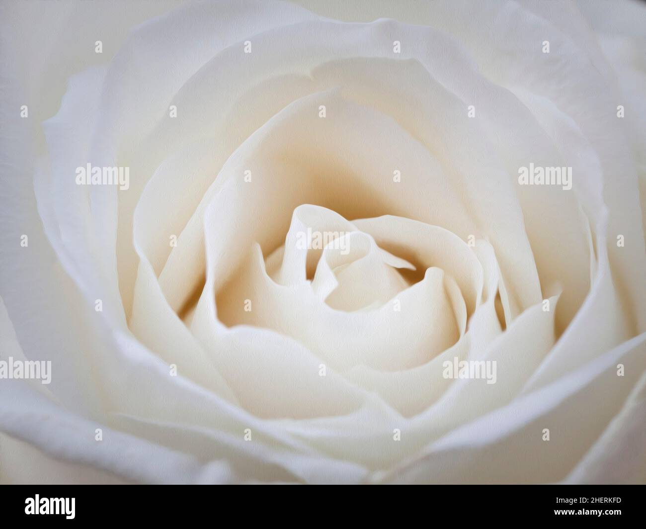 Rose arbuste blanc (Rosa), gros plan, peinture à l'huile stylisée Banque D'Images