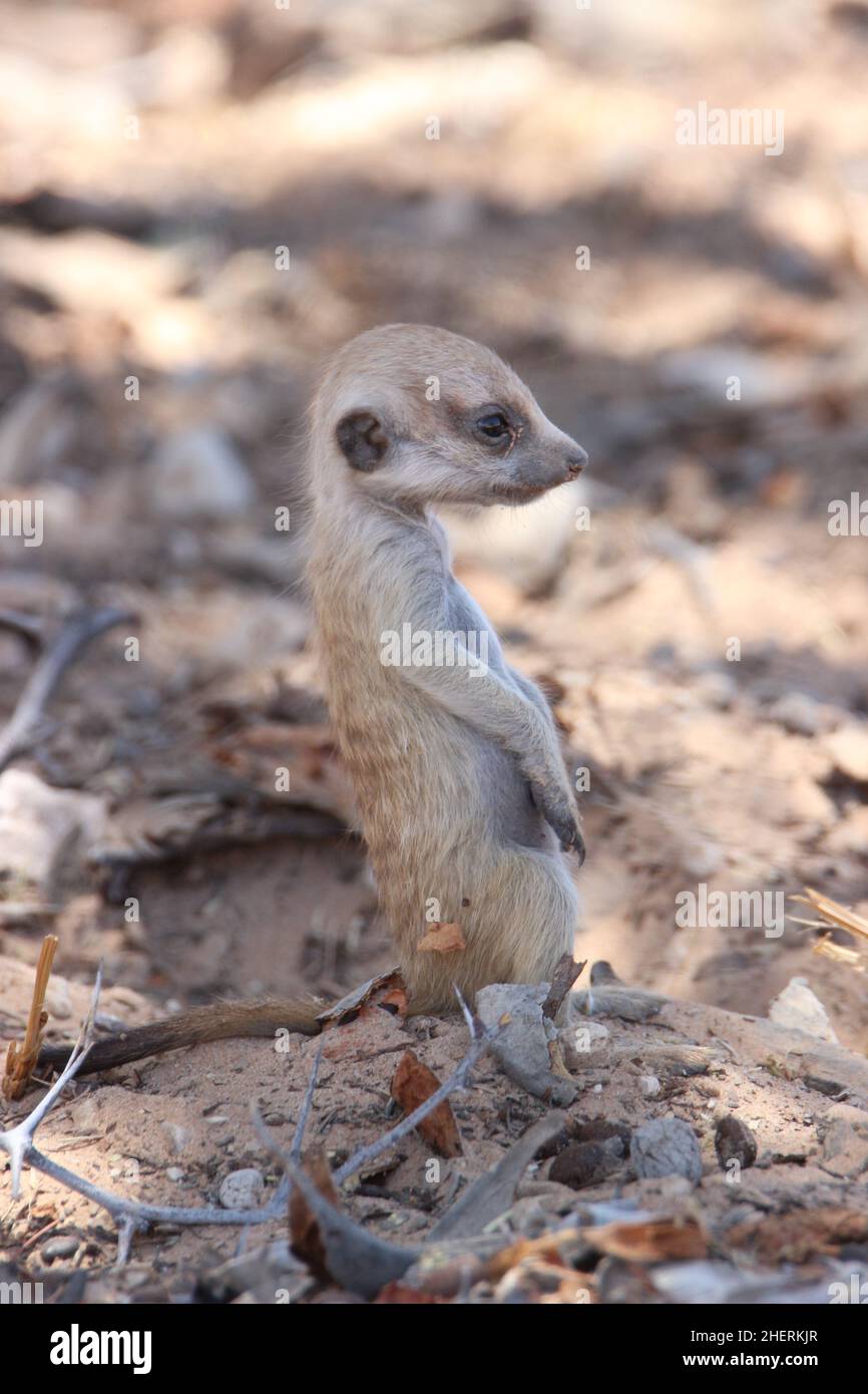 Mignon bébé Meerkat dans le Kgalagadi Banque D'Images
