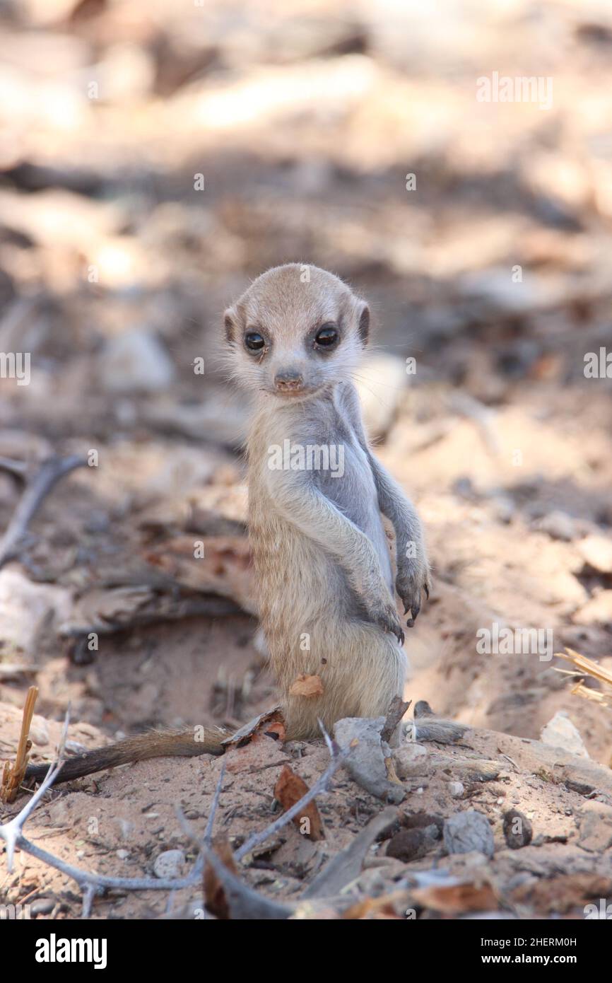 Mignon bébé Meerkat dans le Kgalagadi Banque D'Images