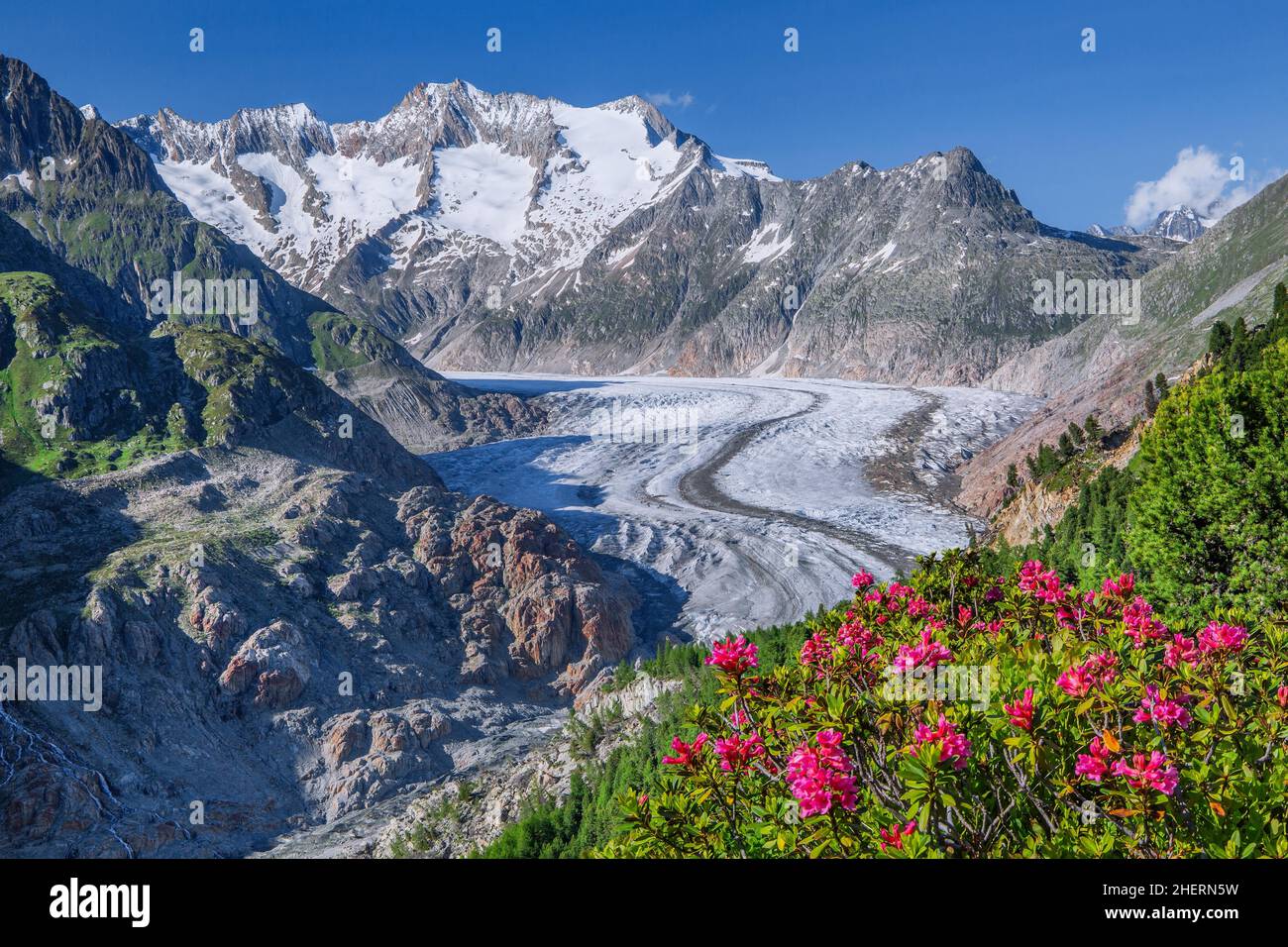 Paysage avec des roses alpines en fleurs devant le glacier d'Aletsch avec Wannenhorn 3906m, Riederalp, région d'Aletsch, Alpes bernoises, Canton Valais Banque D'Images
