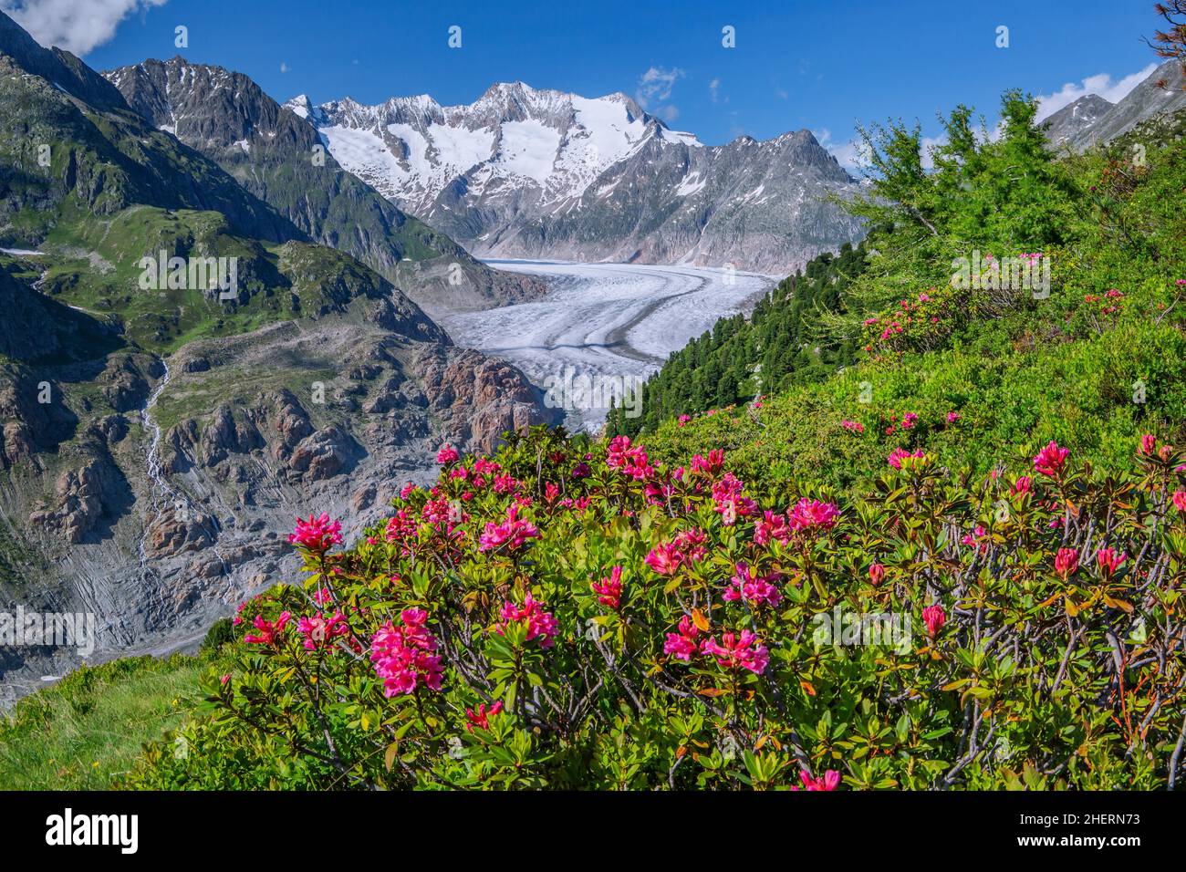 Paysage avec des roses alpines en fleurs devant le glacier d'Aletsch avec Wannenhorn 3906m, Riederalp, région d'Aletsch, Alpes bernoises, Canton Valais Banque D'Images