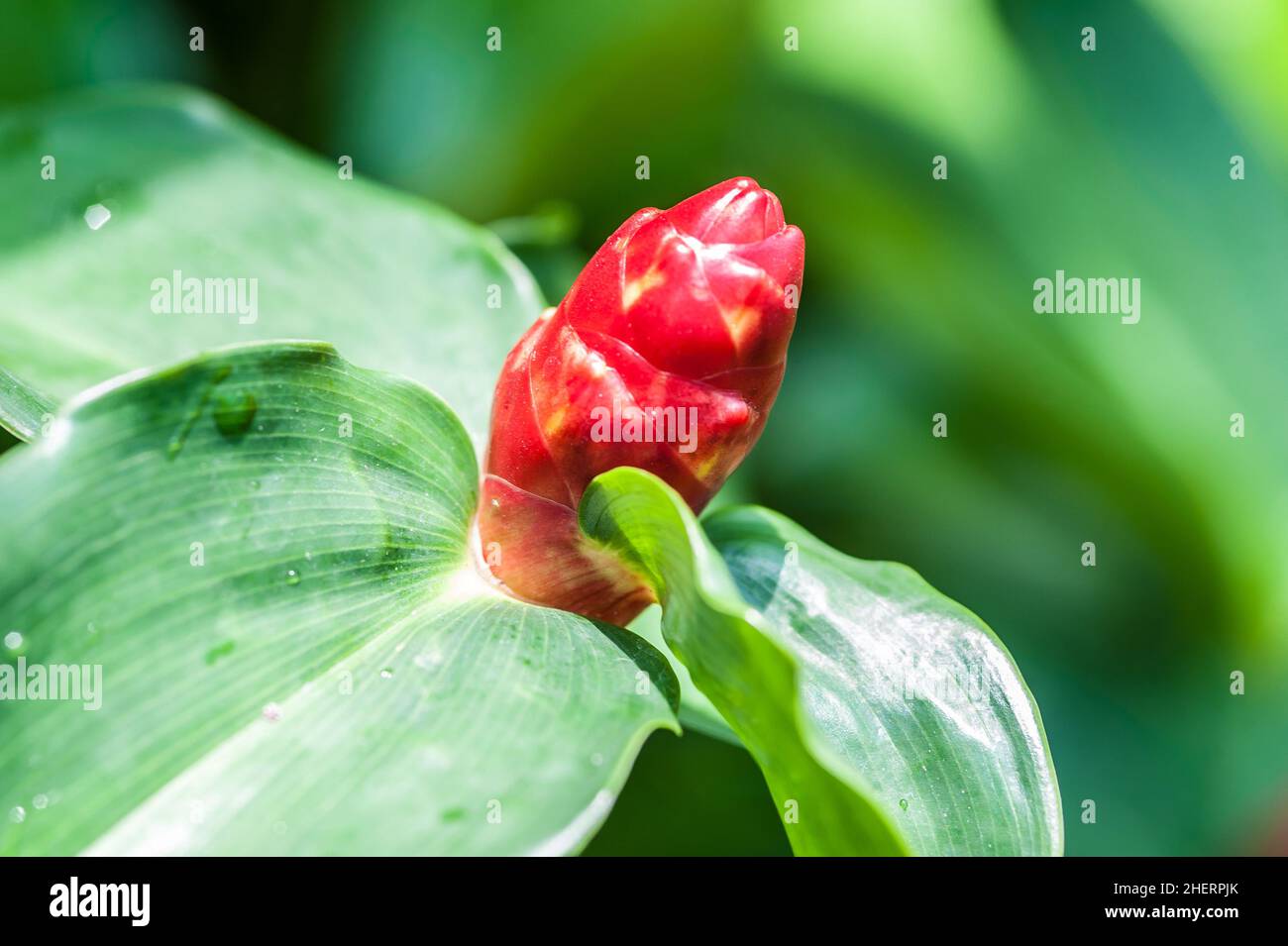 Cotus woodsonii fleur dans le jardin, fleur tropicale rouge.Gros plan Banque D'Images