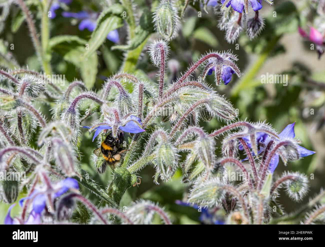 Bumble Bee se nourrissant de la bourrache au printemps Banque D'Images