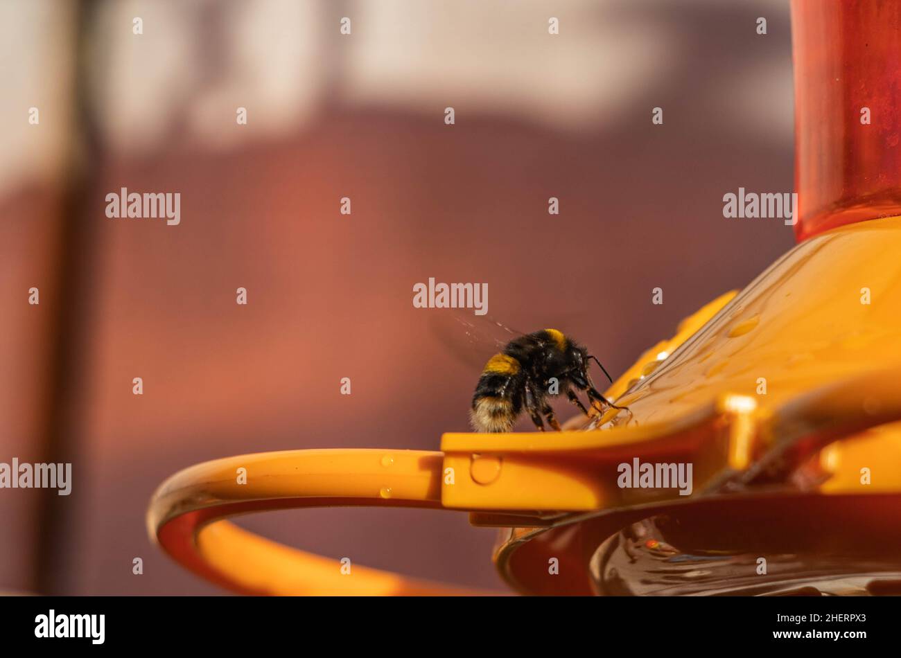 Bumblebee essayant d'accéder à l'eau de sucre de l'alimenteur Banque D'Images
