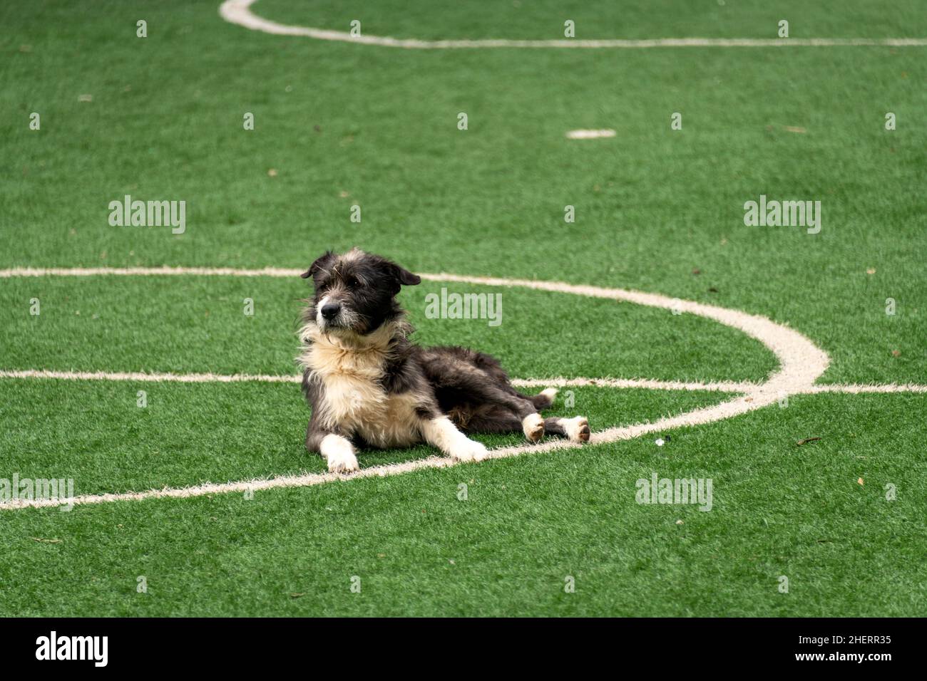 Chien de charité construit un terrain de football artificiel dans le quartier célèbre de Barrio Egipto, Bogota, Colombie, Amérique du Sud. Banque D'Images