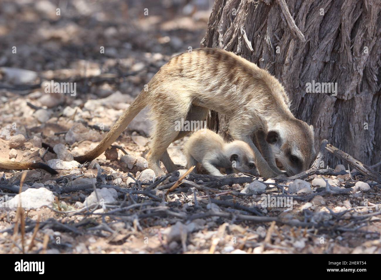 Meerkat avec bébé dans le Kgalagadi Banque D'Images