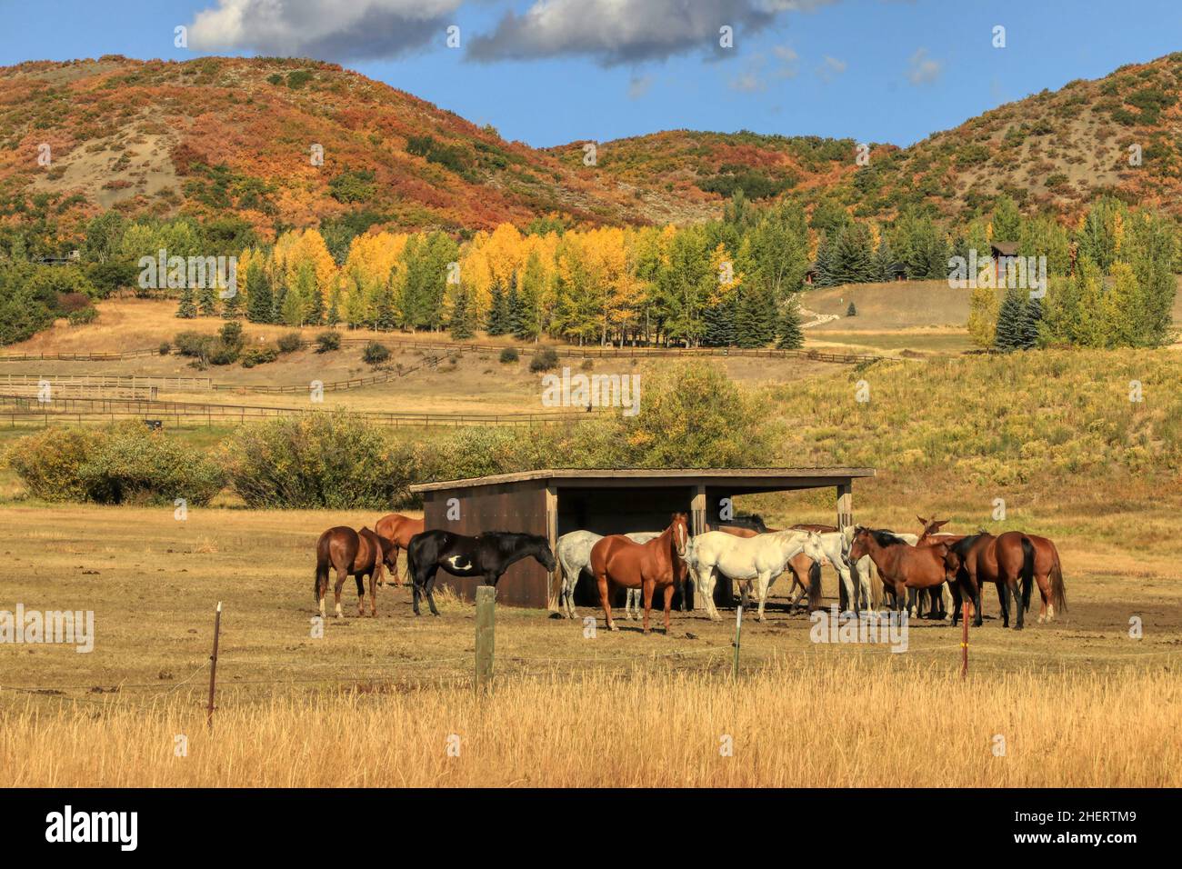 Cheval Ranch Cheval ranch de montagne Banque de photographies et d’images à haute ...