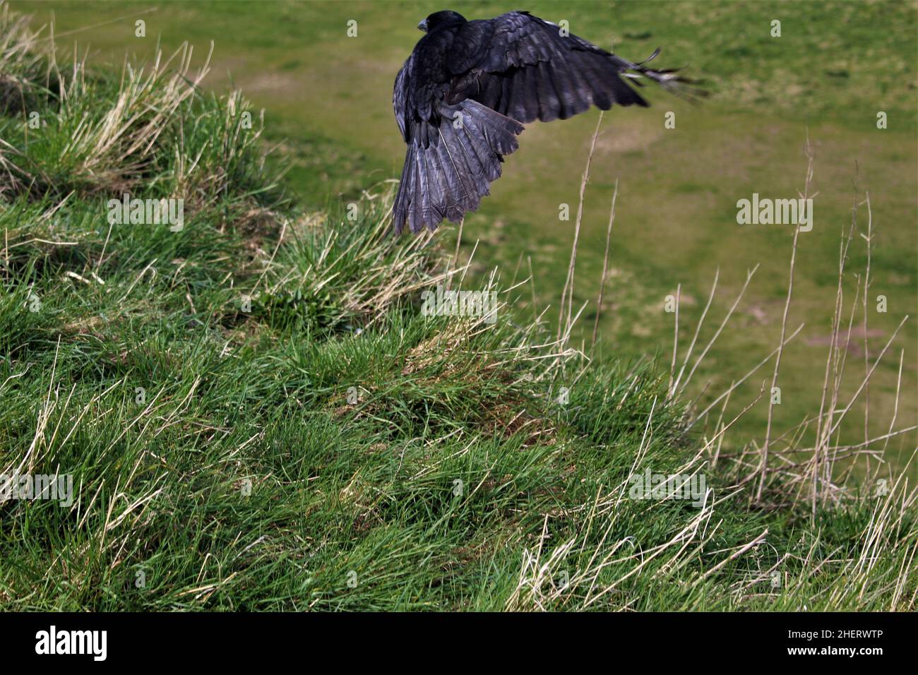 Crow décollage du sol en vol Banque D'Images