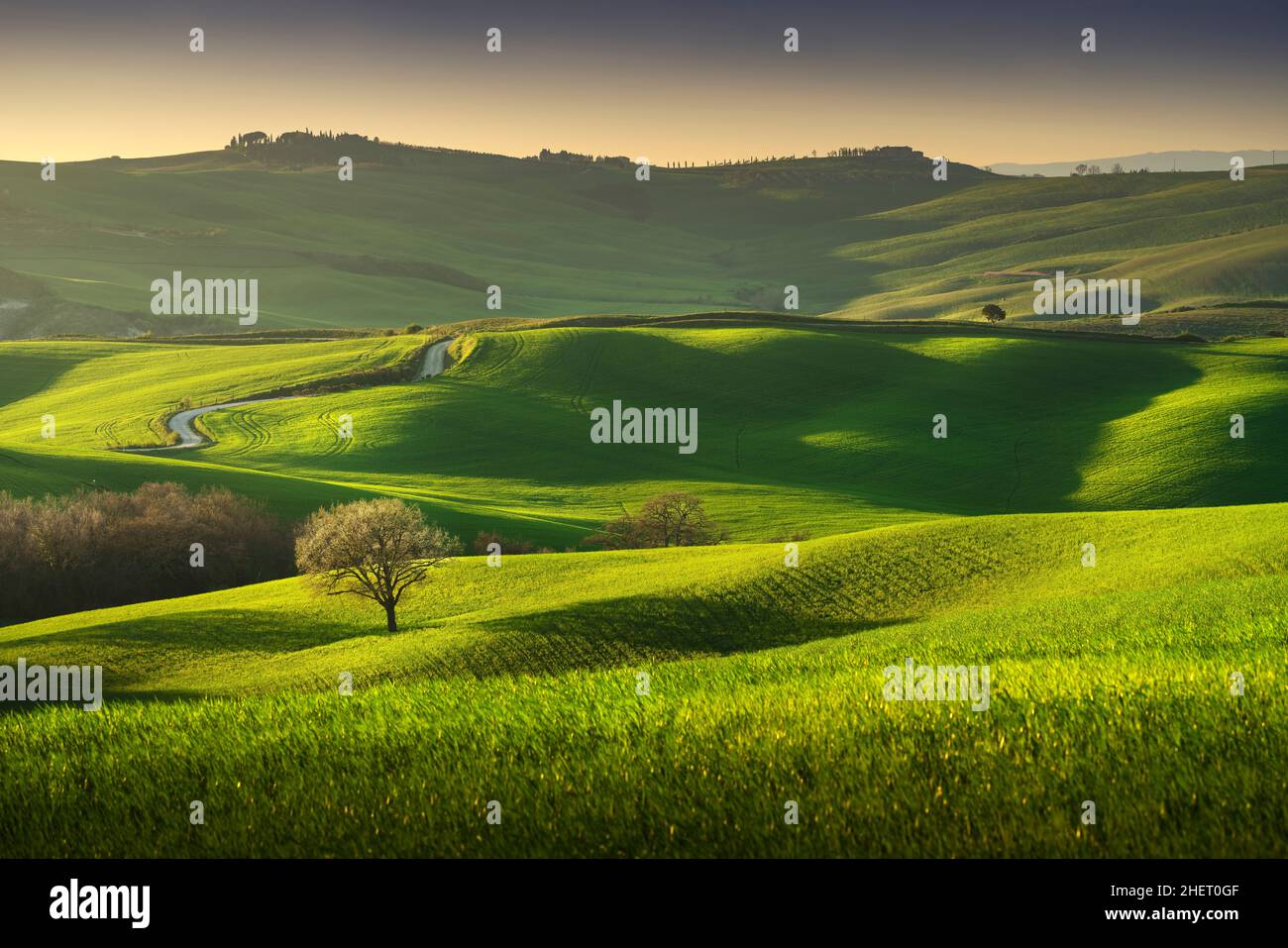 Printemps en Toscane, collines ondoyantes, blé et arbre au coucher du soleil.Pienza, Italie Europe. Banque D'Images