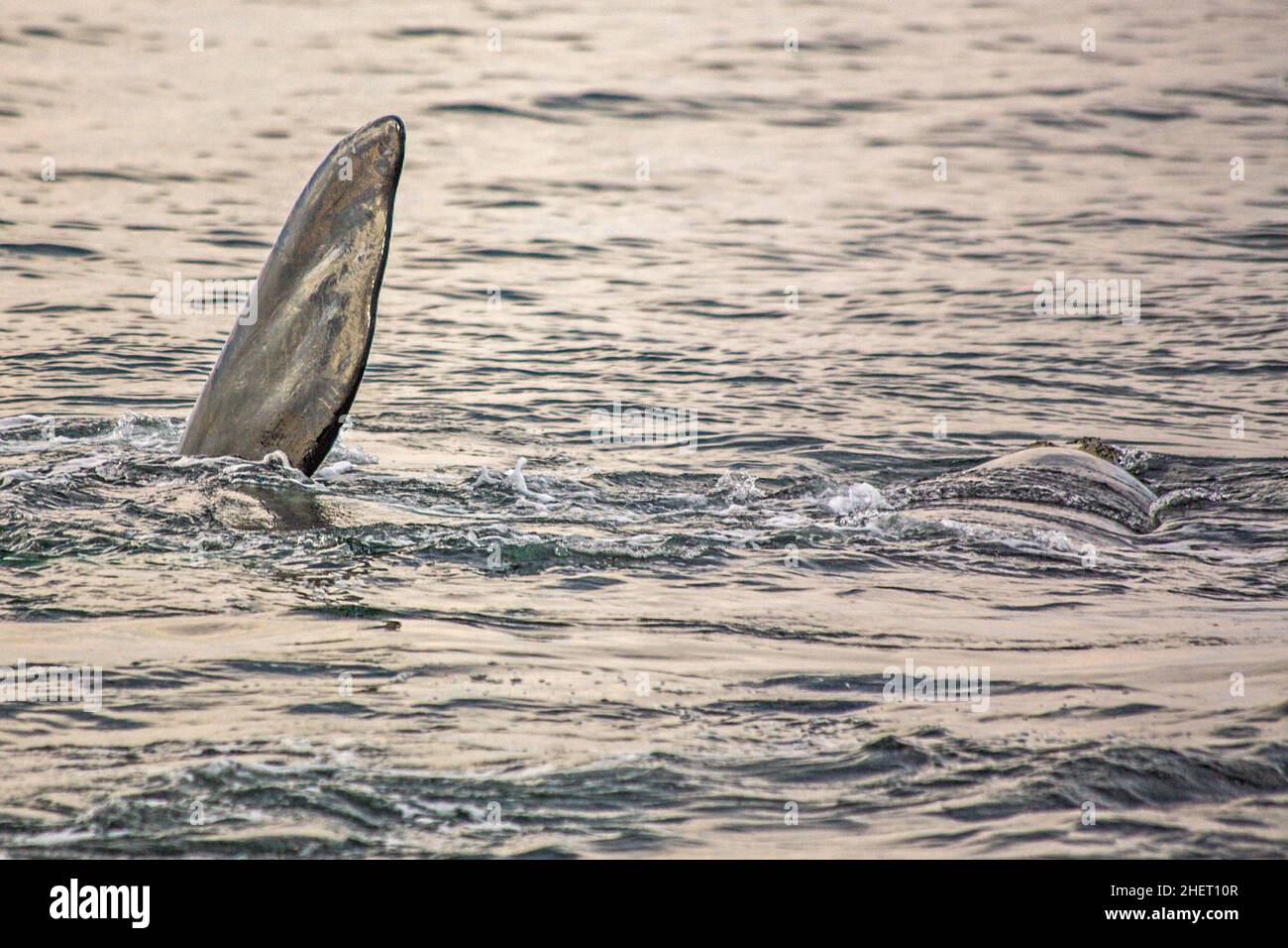 Baleine noire méridionale, réserve naturelle de Robberg, route de la baie de Plettenberg, Afrique du Sud, baie de Plettenberg,WESTERN Cape Banque D'Images