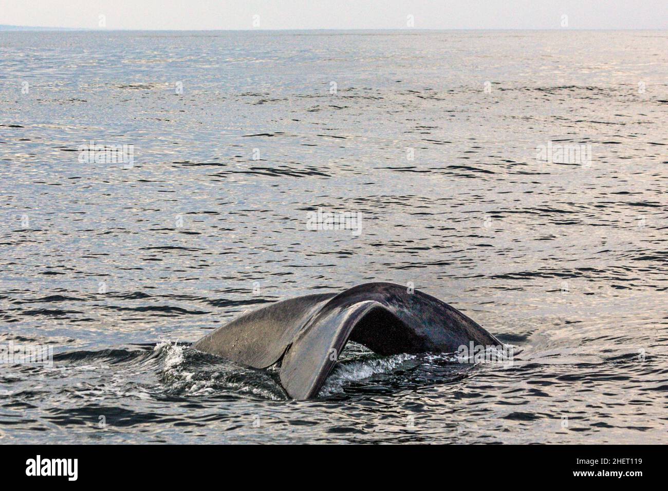 Baleine noire méridionale, réserve naturelle de Robberg, route de la baie de Plettenberg, Afrique du Sud, baie de Plettenberg,WESTERN Cape Banque D'Images