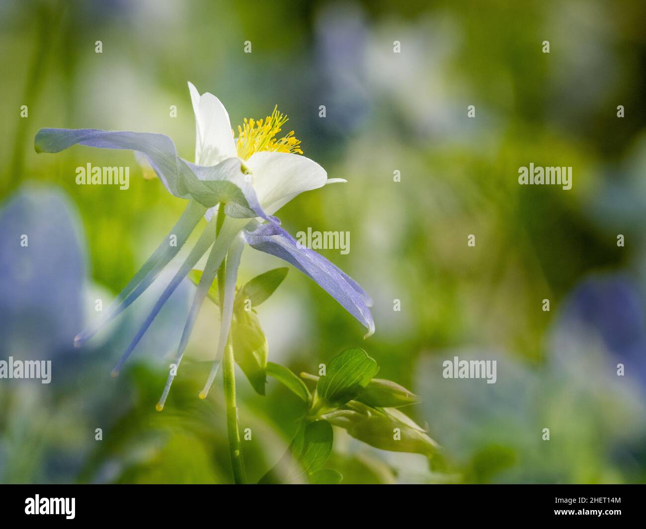 Gros plan d'une fleur de columbine bleue avec d'autres en arrière-plan dans la forêt nationale de Medicine Bow-Routt le long de Flat Tops Trail Scenic Byway Colorado. Banque D'Images