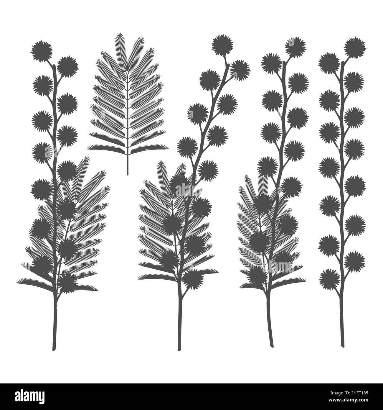 Jeu d'illustrations noir et blanc avec fleurs mimosa.Objets vectoriels isolés sur fond blanc. Illustration de Vecteur