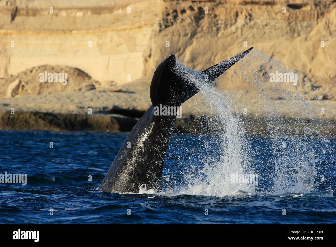 Baleines droites du sud Fluke, Patagonie, Argentine Banque D'Images