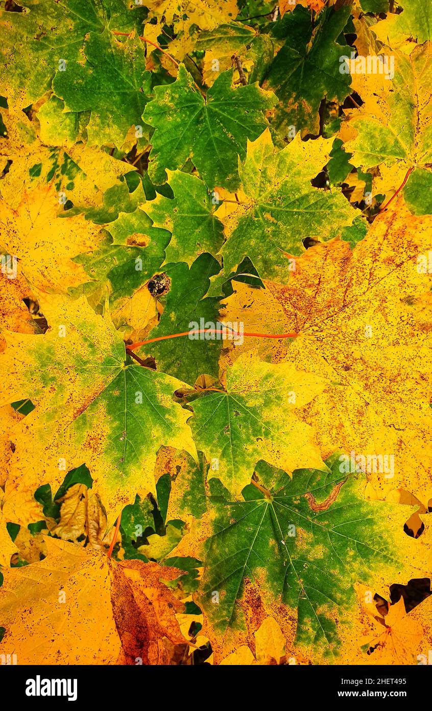 feuilles d'automne colorées d'un érable Banque D'Images