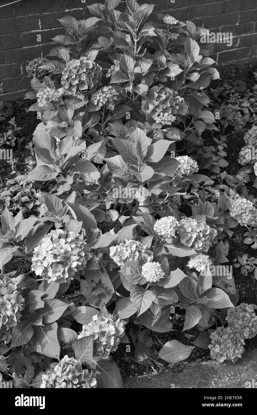 Variété d'Hydrangeas en noir et blanc Banque D'Images