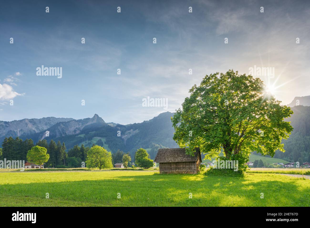 arbre vert simple à côté d'une cabane en bois dans un pré rural Banque D'Images