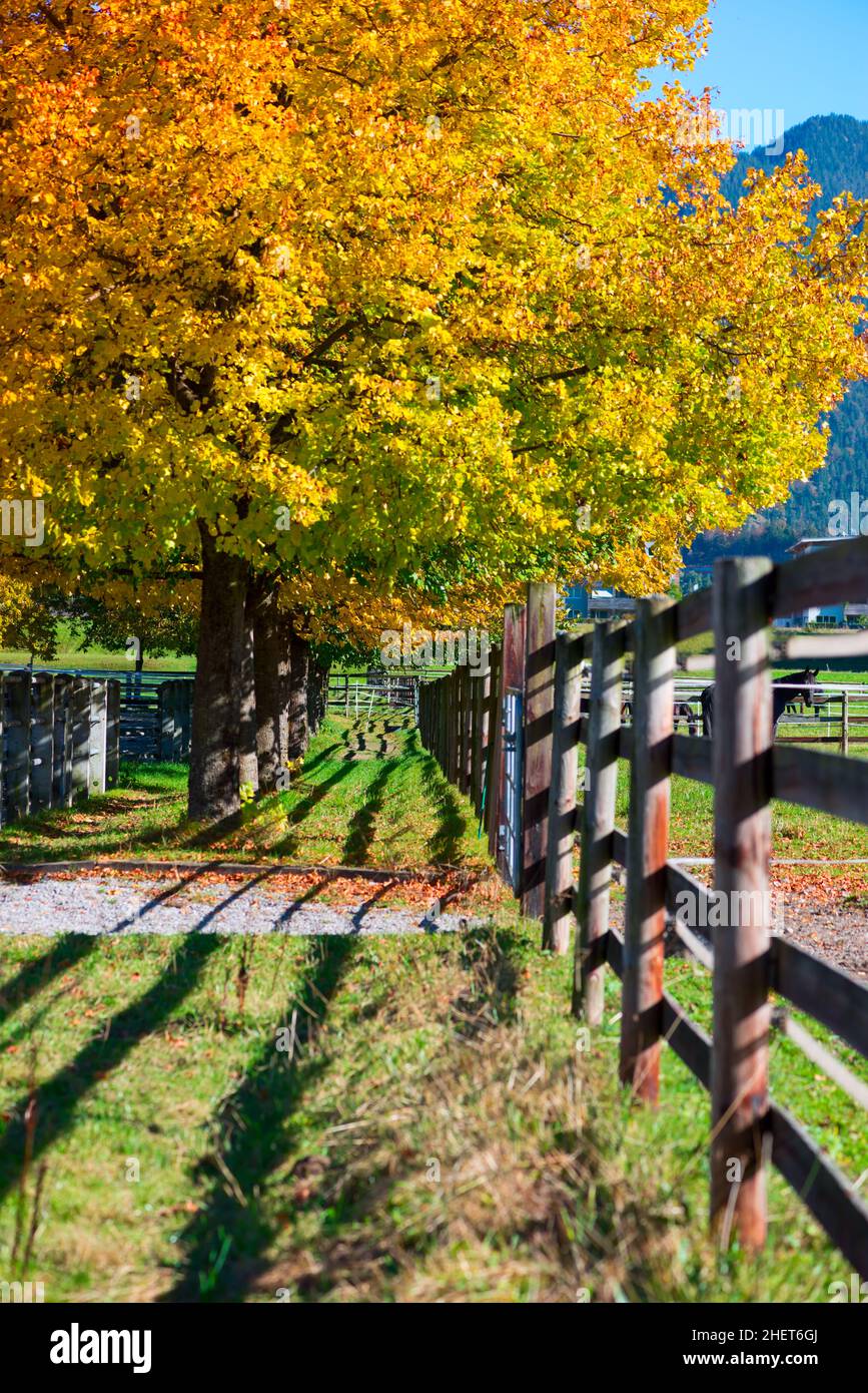 arbre d'automne coloré à côté de la clôture en bois Banque D'Images