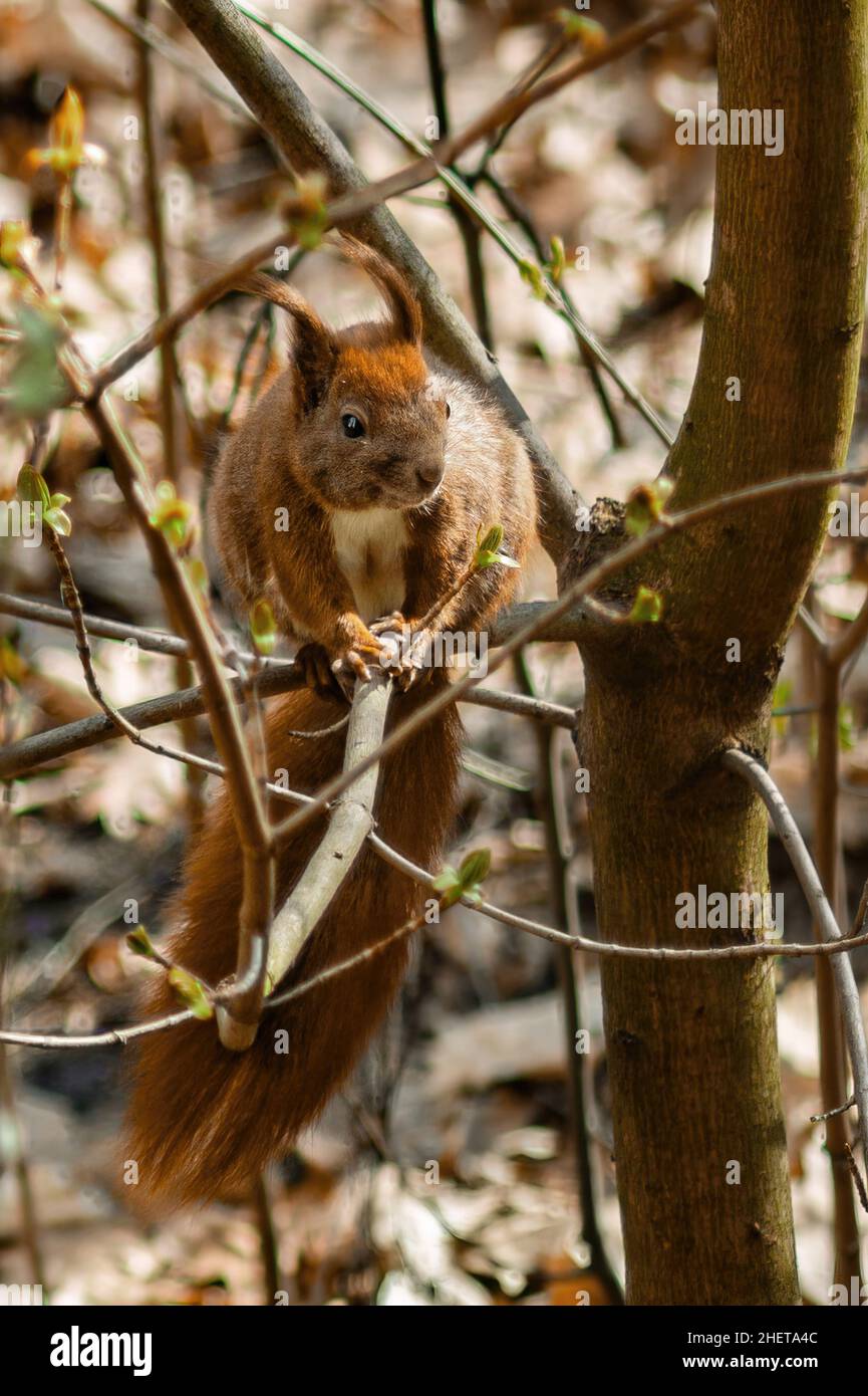 Assis sur un arbre de l'écureuil Banque D'Images