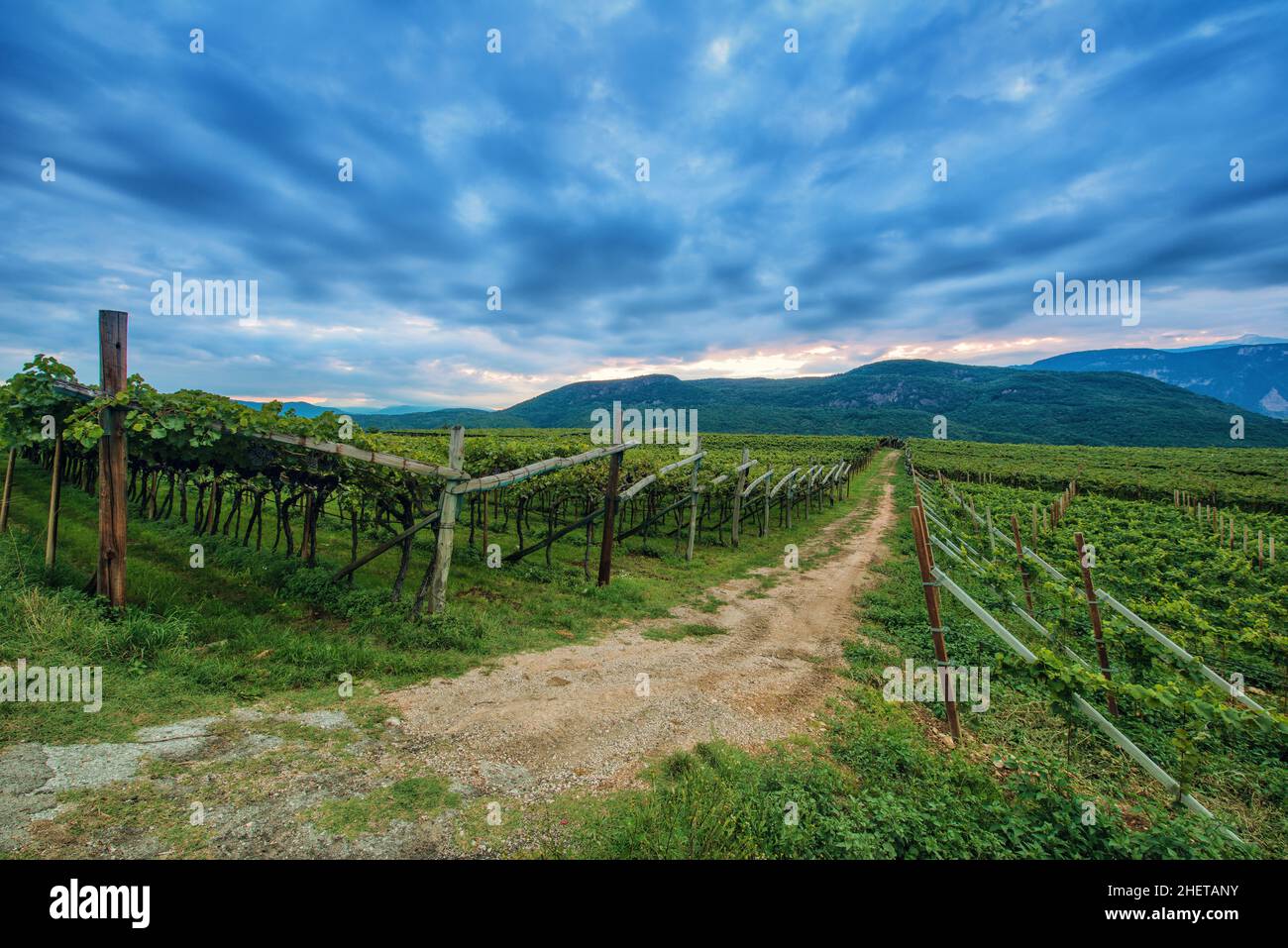 vigne à l'aube dans le tyrol du sud Banque D'Images