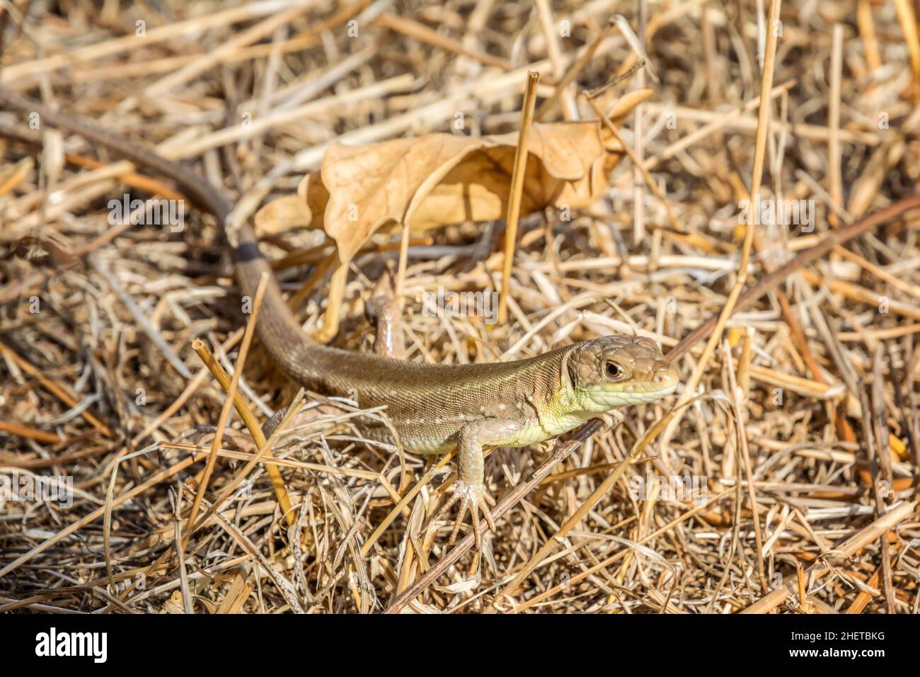 Un beau lézard regarde le soleil. Une belle création de la nature. Banque D'Images