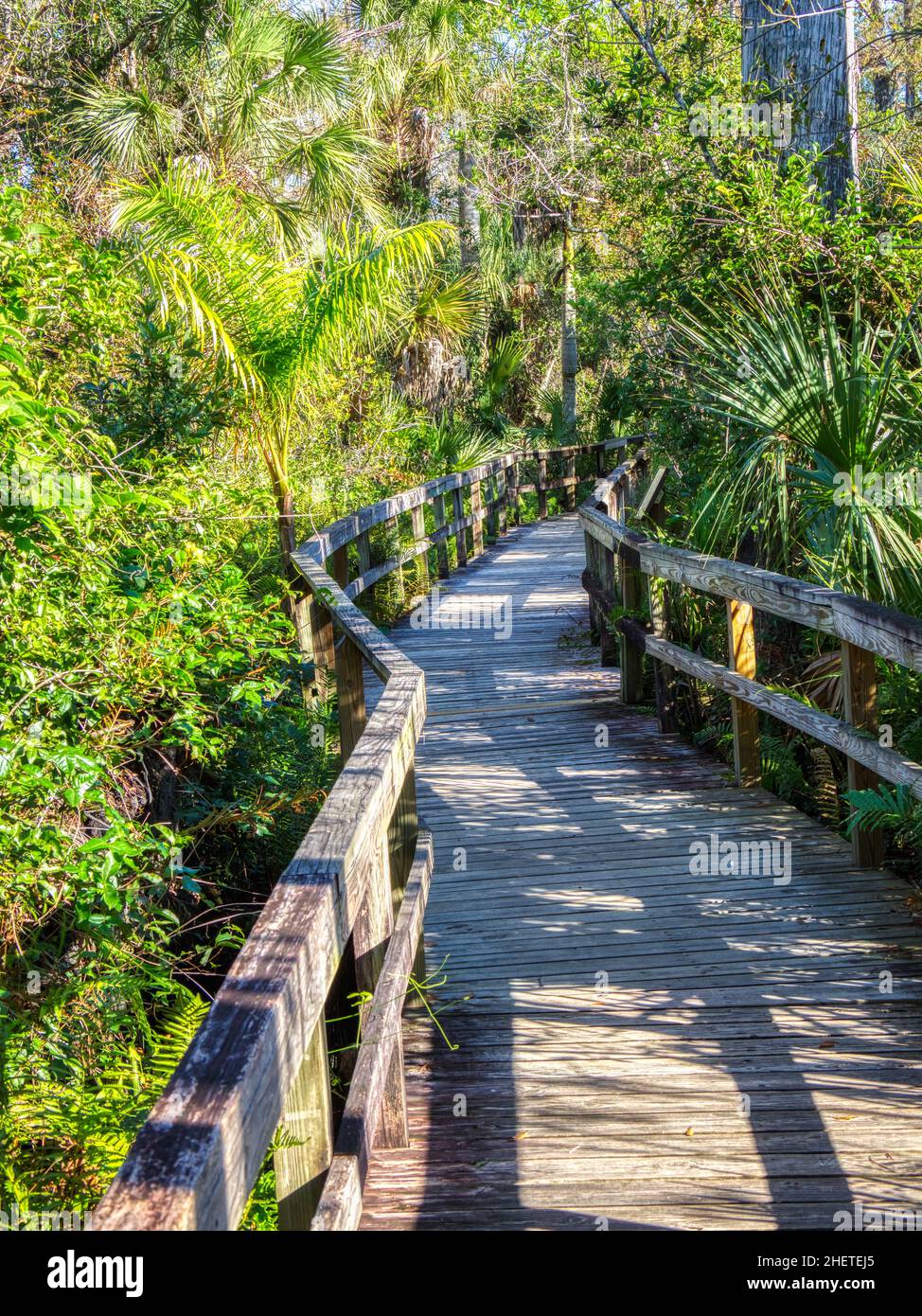 Big Cypress Bend Boardwalk dans le parc national Fakahatchee Strand Preserve, Floride Banque D'Images