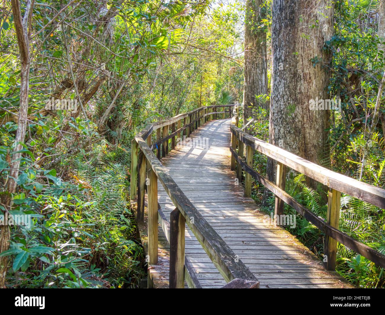 Big Cypress Bend Boardwalk dans le parc national Fakahatchee Strand Preserve, Floride Banque D'Images Big Cypress Bend Boardwalk dans le parc national Fakahatchee Strand Preserve, Floride Banque D'Images