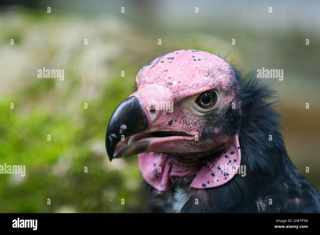 Tête de Vulture au visage de Lappet ou Nubian avec pecker noir Banque D'Images