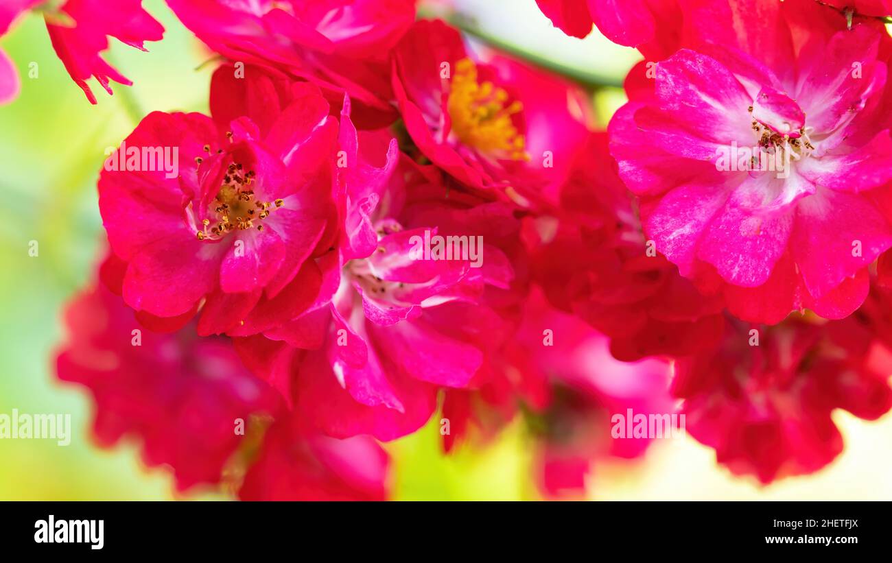 Macro photographie par inflorescence rose en spray carmine.Fond floral pour une ambiance estivale.Fleurs roses sur fond vert. Banque D'Images