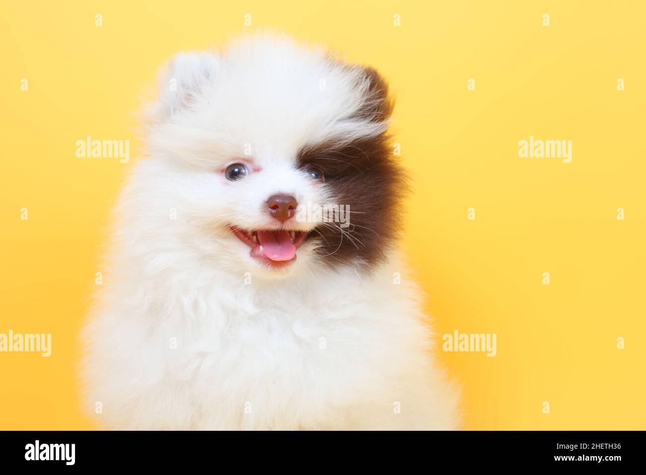 joyeux petit chiot spitz mignon Banque D'Images