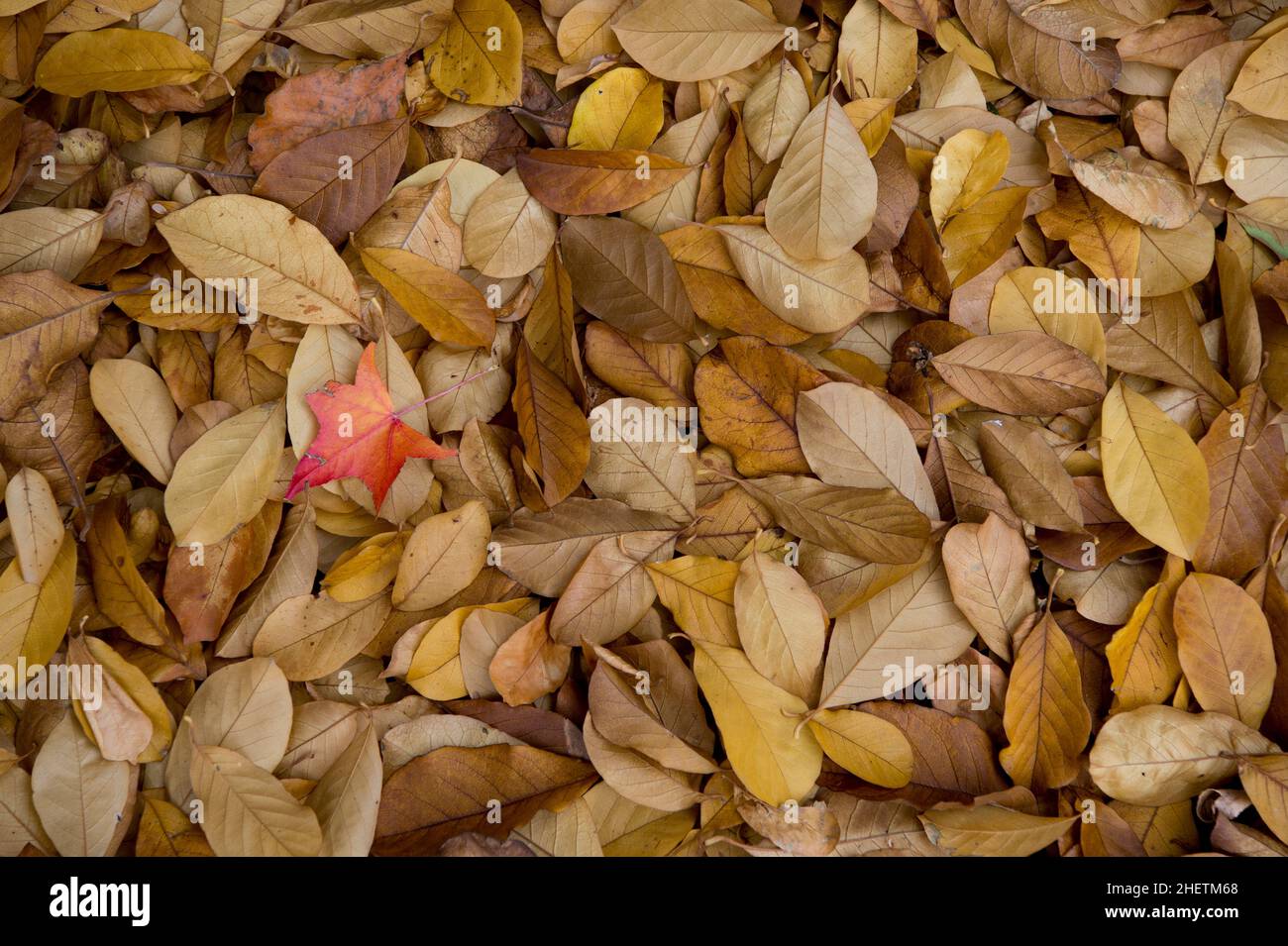 Feuilles d'automne de Magnolia (Magnolia virginiana) après la chute des feuilles d'automne Banque D'Images