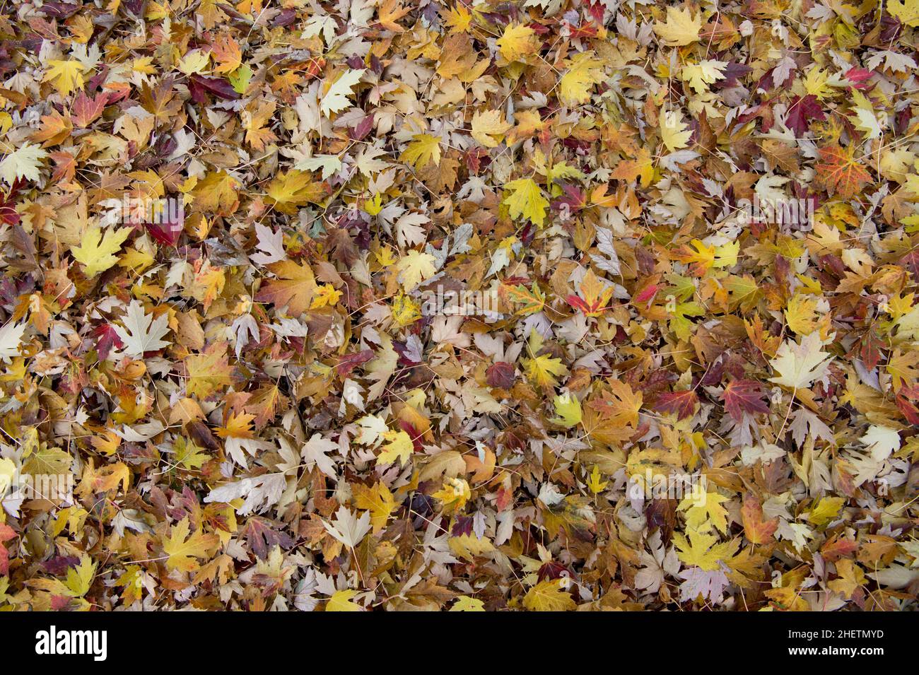 Feuilles d'érable argenté (Acer saccharinum en automne. Banque D'Images