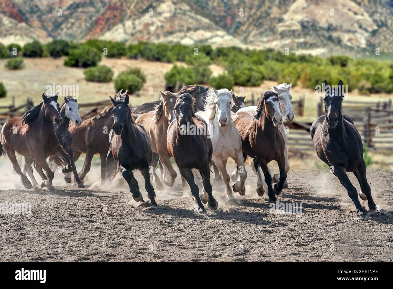 Rassemblement de chevaux dans le Corral de montagne Banque D'Images