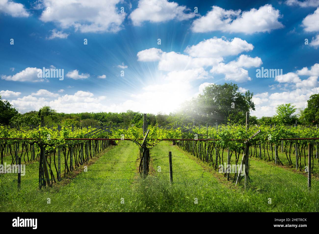 plantation de vignes dans le nord de l'italie avec ciel bleu brillant avec nuages Banque D'Images