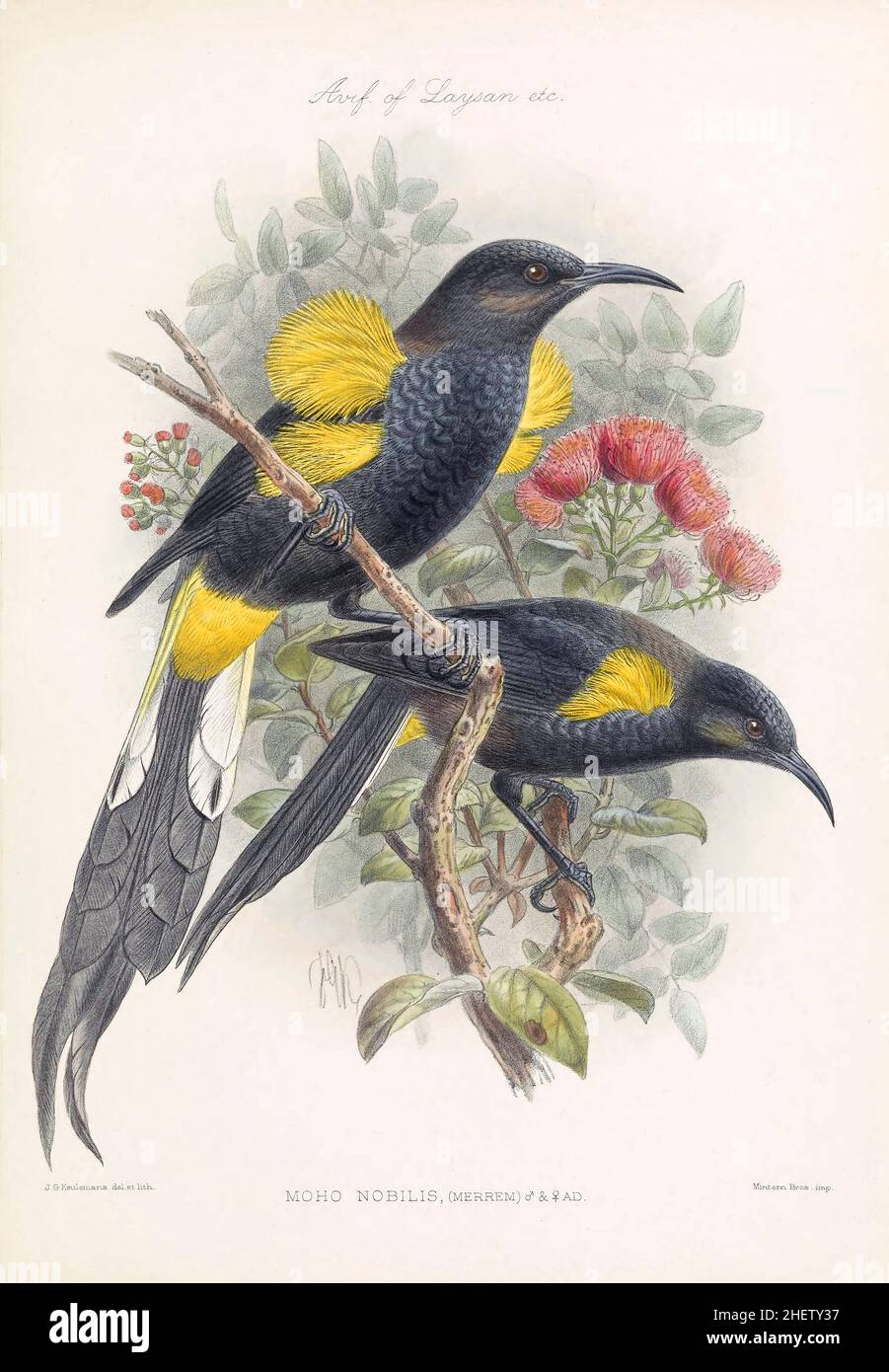 Moho Nobilis (adulte mâle et femelle) ou Hawaiʻi ʻōʻō autrefois commun sur la Grande île mais conduit à l'extinction par la collecte de son plumage pour les collections privées, les maladies transmises par les moustiques et la déforestation de son habitat naturel.Photographie d'une plaque colorée d'un livre illustré sur les oiseaux des îles hawaïennes publié en 1893. Banque D'Images