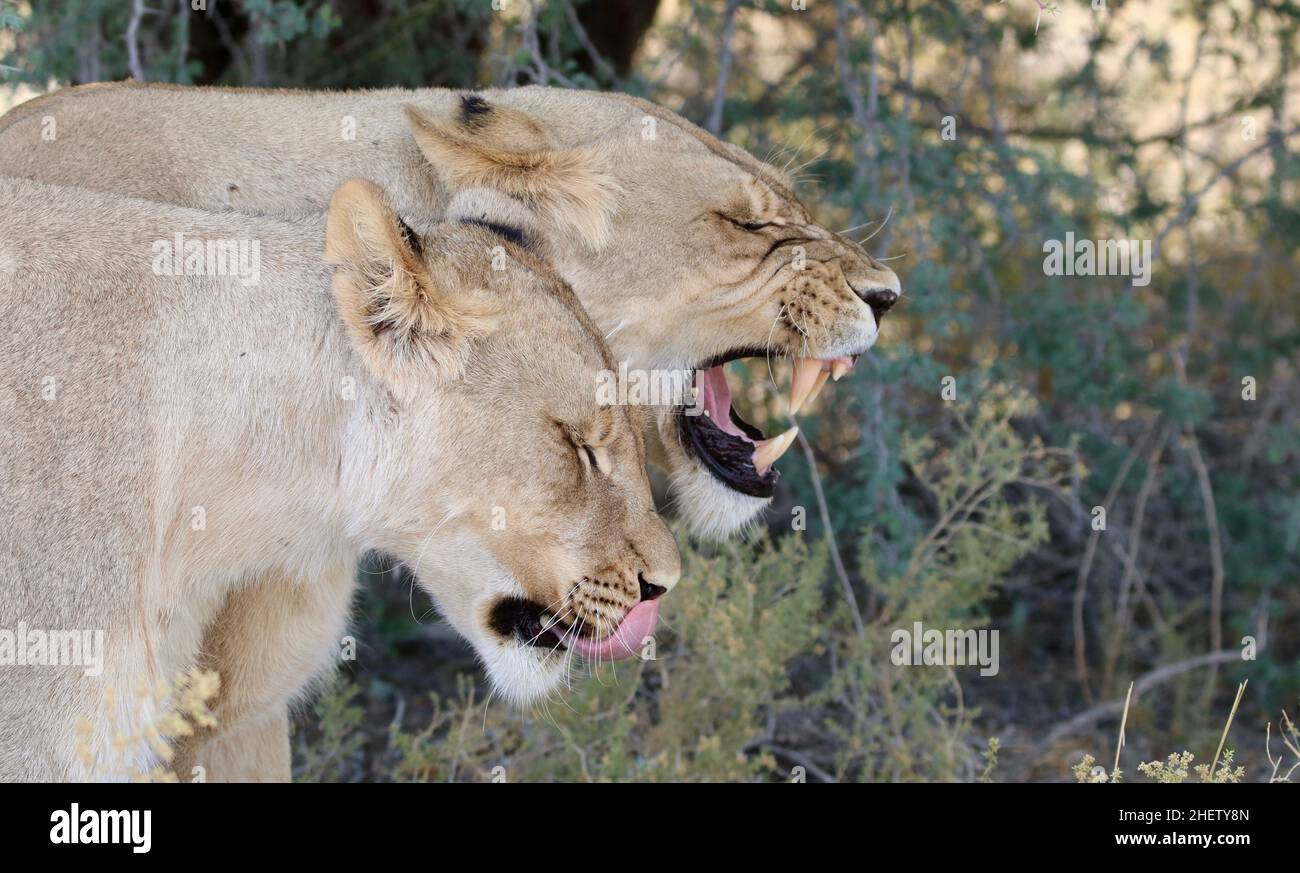 Lions dans le Kgalagadi Banque D'Images