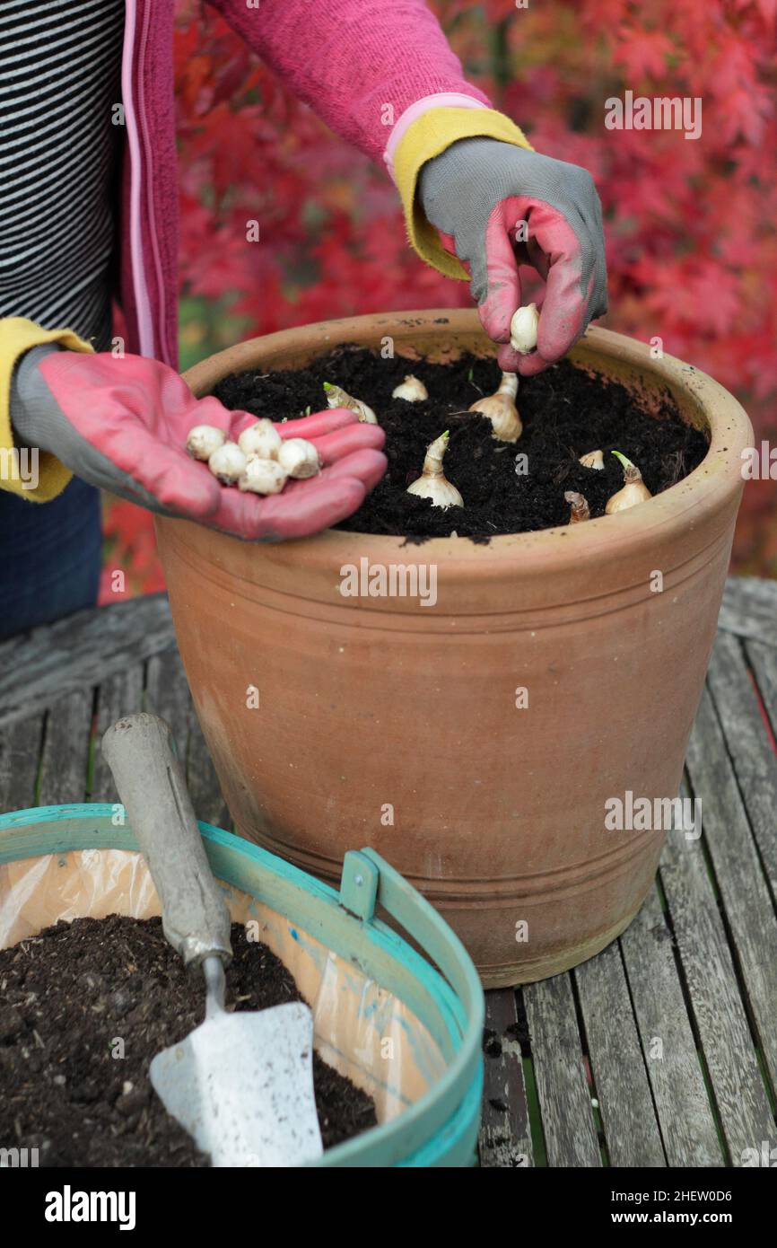 Lasagnes à bulbes.Femme qui supercouche des bulbes de printemps mixtes - muscari, jonquilles, jacinthe, tulipe - dans un récipient en automne. Banque D'Images