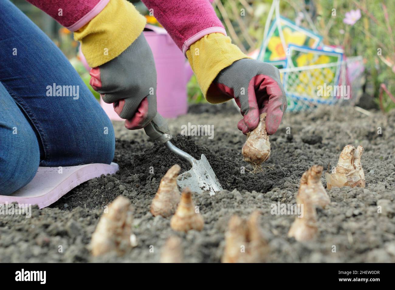 Narcisse.Plantation de bulbes de jonquilles dans un jardin d'automne.Ampoules de ressort de plantation.ROYAUME-UNI Banque D'Images