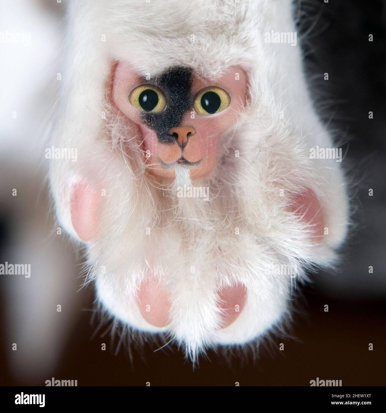 Coussin De Chat Rigolo Avec Les Yeux Le Nez La Bouche Et Une Barbe Qui Se Moque Comme Un Fandy Photo Stock Alamy